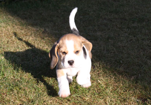 Beaglewelpe